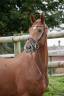 Caballo castrado AES Anglo European Studbook En venta 2018 Alazán