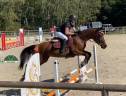 Caballo castrado Silla Francés En venta 2021 Bayo por By Cera d'Ick