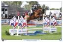 Caballo castrado Silla Francés En venta 2019 Bayo por Javollo