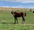 Caballo castrado Silla Francés En venta 2023 Bayo