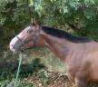Caballo castrado Silla Francés En venta 2020 Bayo