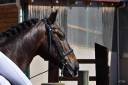 Caballo castrado PRE Pura Raza Española En venta 2012 Bayo moreno