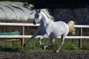 Caballo castrado Lipizzano En venta 2018 Tordo