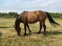 Yegua Silla Francés En venta 2019 Bayo por Espoir du faubourg
