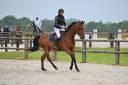 Caballo castrado sBs Caballo de Deporte Belga En venta 2021 Bayo