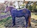Semental Tiro En venta 2020 Tordo por Bibeur de la Fouée