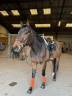 Caballo castrado Pura Sangre En venta 2018 Bayo moreno
