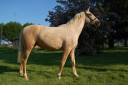 Yegua PRE Pura Raza Española En venta 2023 Palomino por TREMENDO JL