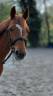 Yegua PFS Poni Françés de Silla En venta 2014 Alazán