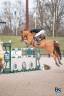 Caballo castrado Silla Francés En venta 2017 Alazán