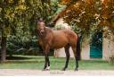 Caballo castrado Pura Sangre En venta 2022 Bayo