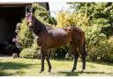Caballo castrado Pura Sangre En venta 2018 Bayo