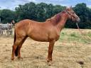 Caballo castrado Silla Francés En venta 2022 Alazán por HORS SERIE DU MOULIN