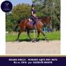 Caballo castrado AQPS En venta 2016 Bayo