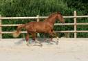 Caballo castrado Mecklembourg En venta 2023 Alazán