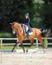 Caballo castrado Hannoveriano En venta 2017 Bayo
