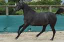 Yegua Welsh Part Bred En venta 2022 Tordo por RM Most Beautiful Boy