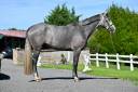Caballo castrado BWP Caballo de Sangre Belga En venta 2022 Tordo por CORNADO II