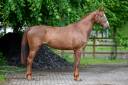 Yegua Zangersheide En venta 2019 Alazán por HIGH BIG ANDI K