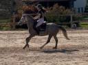 Yegua PFS Poni Françés de Silla En venta 2020 Tordo