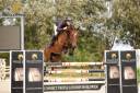 Yegua BWP Caballo de Sangre Belga En venta 2019 Bayo