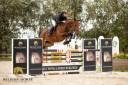 Yegua BWP Caballo de Sangre Belga En venta 2021 Bayo