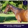 Caballo castrado Pura Sangre En venta 2023 Bayo