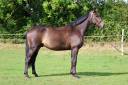 Caballo castrado Silla Francés En venta 2019 Bayo por Glasgow w vh merelsnest