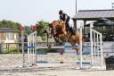 Caballo castrado PFS Poni Françés de Silla En venta 2015 Alazán