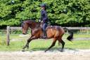 Caballo castrado PFS Poni Françés de Silla En venta 2012 Bayo moreno por TINOTAUROS DE FLORYS