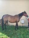 Yegua de ganadería Pura Sangre En venta 2011 Bayo por Spirit One