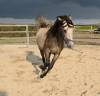 Caballo castrado Español Normando En venta 2022 Isabelo
