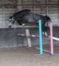Caballo castrado KWPN Caballo de Deporte Neerlandés En venta 2022 Tordo