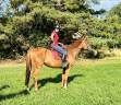 Caballo castrado Pura Sangre Inglés En venta 2019 Alazán