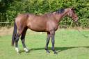 Caballo castrado Silla Francés En venta 2018 Bayo por HELIOS DE LA COUR