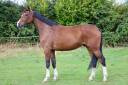 Caballo castrado Silla Francés En venta 2018 Bayo por UP SUNHEUP Z