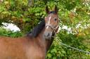 Caballo castrado Zangersheide En venta 2022 Bayo por Contagio z