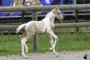 Potro Welsh Part Bred En venta 2025 Pío por KEIZERSKROON EDISON
