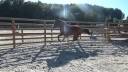 Caballo castrado Silla Francés En venta 2016 Bayo por OGANO SITTE
