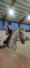 Caballo 6 años iniciado en salto