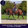 Caballo castrado AQPS En venta 2020 Bayo