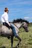 Caballo castrado Origen No Constatado En venta 2021 Tordo