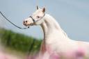 Semental American Walking En venta 2024 Cremello por PANDORAS GOLD ROCKETMAN