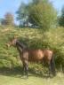 Caballo castrado Silla Francés En venta 2018 Bayo