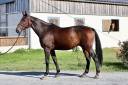 Caballo castrado Silla Francés En venta 2018 Bayo por NERVOSO