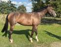Yegua de ganadería Cheval de Selle Italien En venta 2018 Bayo por Ustionov