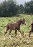 Potranca PFS Poni Françés de Silla En venta 2025 Alazán tostado por Very star kerveyer