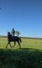 Caballo castrado Trotón Francés En venta 2020 Negro