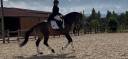Caballo castrado Lusitano En venta 2018 Isabelo