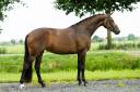 Yegua KWPN Caballo de Deporte Neerlandés En venta 2022 Bayo por FONTAINE TN